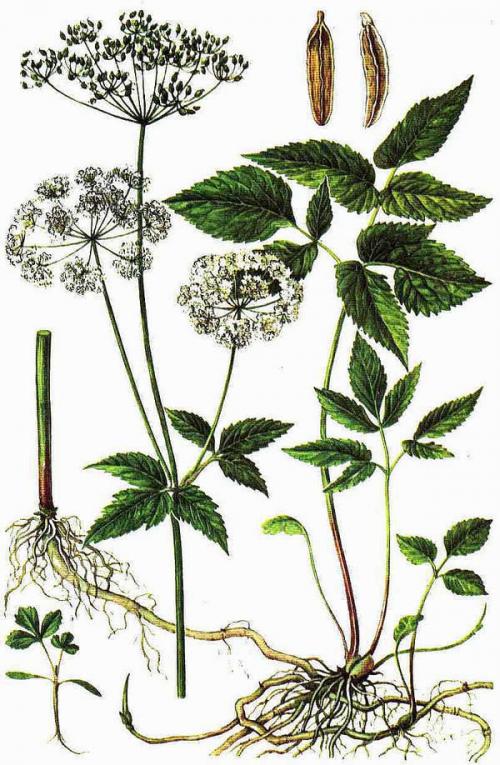 Какие виды сныти наиболее распространены на участках. Сныть: чего больше — вреда или пользы?