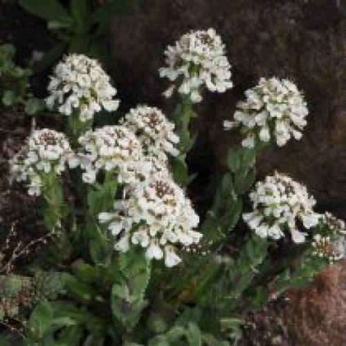 Какие методы можно использовать для очистки запущенного участка. Растения фильтры