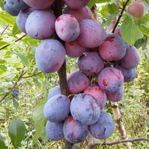 Слива Конфетная. Сорт сливы Конфетная