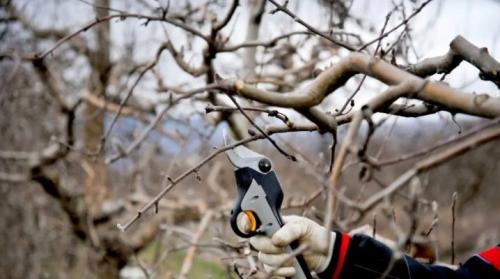 Сроки обрезки плодовых деревьев весной. Обрезка плодовых деревьев весной