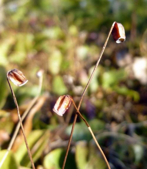 Какие особенности стебля кукушкина льна. Размножение и развитие