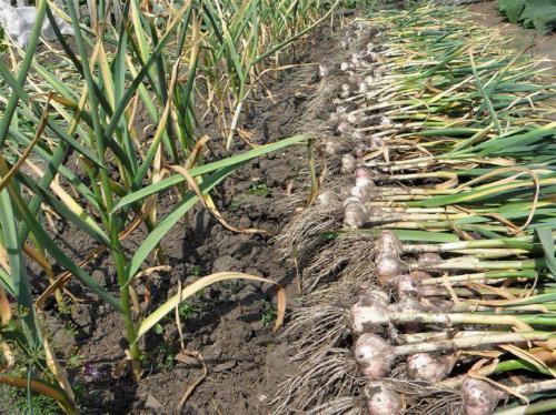 Что посадить после чеснока на следующий год. Особенность почвы после чеснока