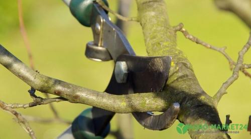 Общие правила обрезки плодовых деревьев. Реакция растения на обрезку 08 Общие правила обрезки плодовых деревьев. Реакция растения на обрезку 08