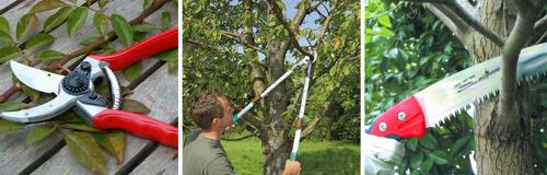 Обрезка взрослых деревьев. КАК ОБРЕЗАТЬ ВЗРОСЛЫЕ ПЛОДОВЫЕ ДЕРЕВЬЯ