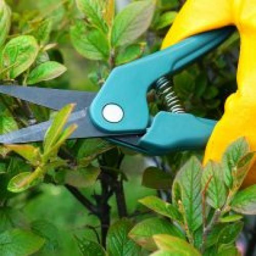 Чем обрезать деревья. Что понадобится для обрезки сада?