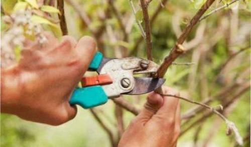 Правила обрезки плодовых деревьев весной. Что нужно учесть при обрезке плодовых весной? 06 Правила обрезки плодовых деревьев весной. Что нужно учесть при обрезке плодовых весной? 06