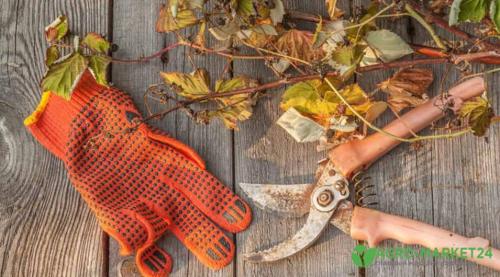 Общие правила обрезки плодовых деревьев. Реакция растения на обрезку 07 Общие правила обрезки плодовых деревьев. Реакция растения на обрезку 07