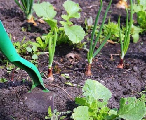 Соседи лука репчатого. Выбрать подходящее растение для посадки