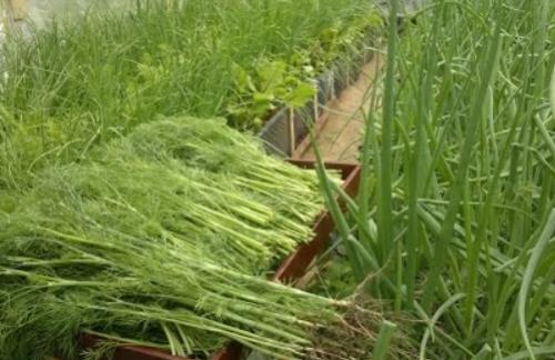 Соседи лука репчатого. Выбрать подходящее растение для посадки