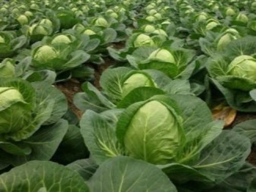 Предшественники и соседи чеснока на грядке. Что сажать рядом с чесноком 16