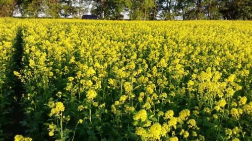 Предшественники и соседи чеснока на грядке. Что сажать рядом с чесноком 14