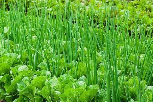 Соседи лука репчатого. Выбрать подходящее растение для посадки