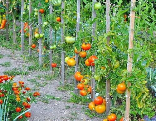 Соседи лука репчатого. Выбрать подходящее растение для посадки