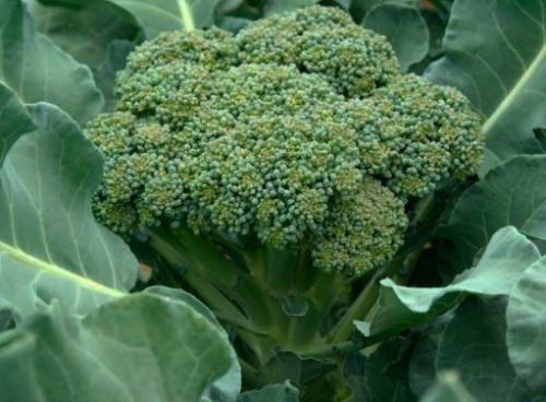 Соседи лука репчатого. Выбрать подходящее растение для посадки