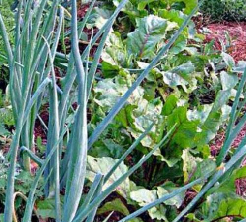 Соседи лука репчатого. Выбрать подходящее растение для посадки