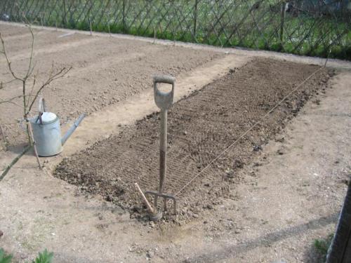 Когда сажать чеснок в октябре. Когда и как сажать чеснок под зиму осенью в 2021 году