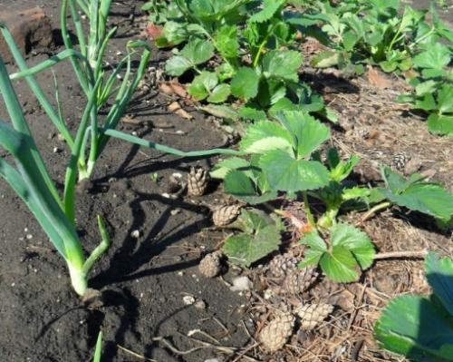 Соседи лука репчатого. Выбрать подходящее растение для посадки