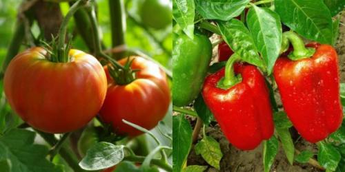 Какие культуры можно высадить после чеснока на дачном участке. Что сразу поса дить после чеснока и лука в этом сезоне (в июле, августе)