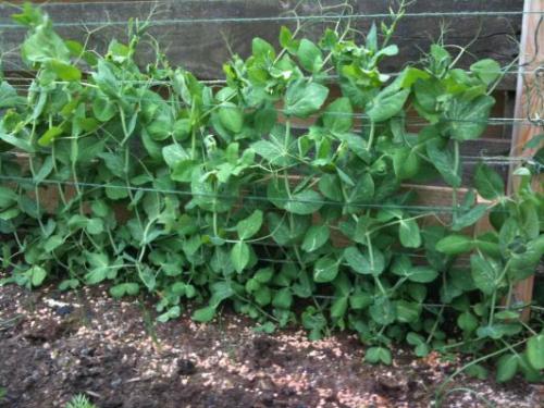 Какие культуры можно высадить после чеснока на дачном участке. Что сразу поса дить после чеснока и лука в этом сезоне (в июле, августе)