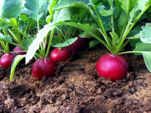 Какие культуры можно высадить после чеснока на дачном участке. Что сразу поса дить после чеснока и лука в этом сезоне (в июле, августе)