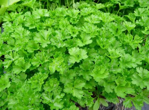 Что посадить после зелени. Что можно сажать после петрушки: правила севооборота для культуры