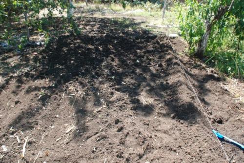 Что посадить после клубники. Что сажать после клубники?