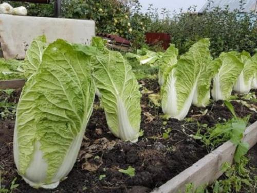 Какие культуры можно высадить после чеснока на дачном участке. Что сразу поса дить после чеснока и лука в этом сезоне (в июле, августе)