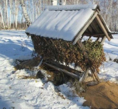 Клубни топинамбура. Описание растения