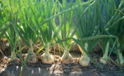 Что посадить после зелени. Что можно сажать после петрушки: правила севооборота для культуры