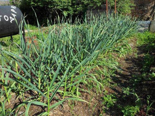 Золотые правила посадки чеснока. Выращивание ярового чеснока: 7 важных моментов 15