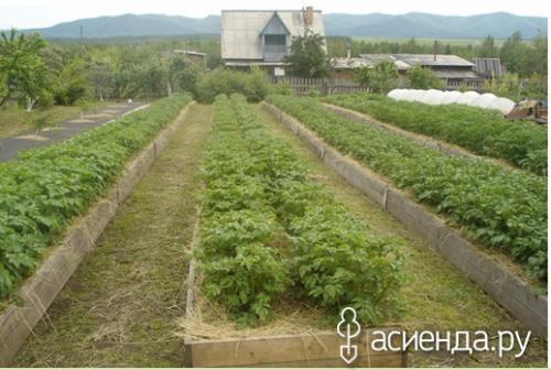 Где взять солому для мульчирования. Мой чудненький садик -огородик № или где взять солому