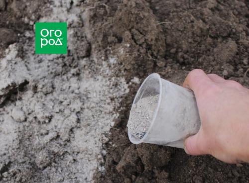 Золотые правила посадки чеснока. Выращивание ярового чеснока: 7 важных моментов 20