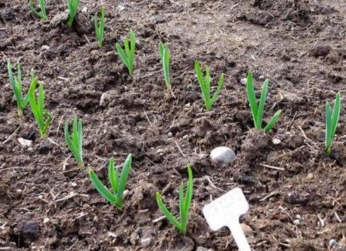 Золотые правила посадки чеснока. Выращивание ярового чеснока: 7 важных моментов 07
