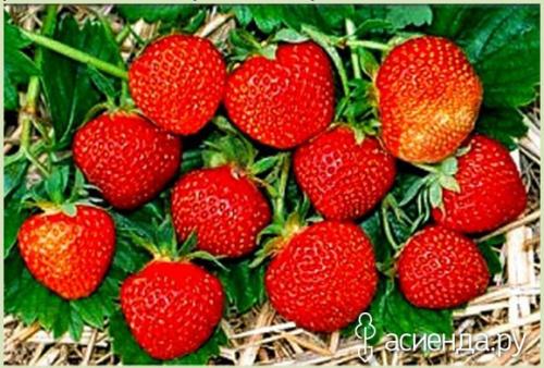 Где взять солому для мульчирования. Мой чудненький садик -огородик № или где взять солому