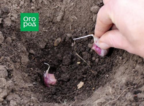 Золотые правила посадки чеснока. Выращивание ярового чеснока: 7 важных моментов 24