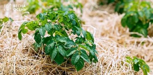 Без усиков и шелухи. О чем молчат девушки? Как избавиться от усиков? 04 Без усиков и шелухи. О чем молчат девушки? Как избавиться от усиков? 04