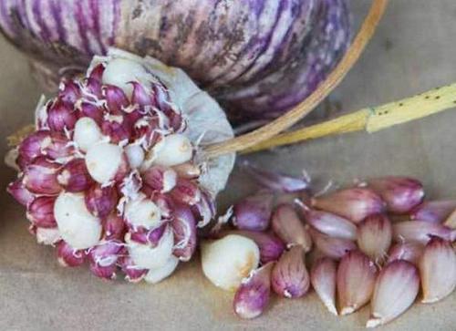 Золотые правила посадки чеснока. Выращивание ярового чеснока: 7 важных моментов 06