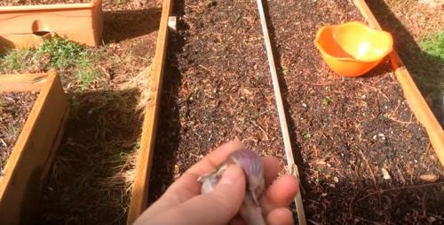 Посадка чеснока весной. Как правильно посадить чеснок весной, чтобы был крупный