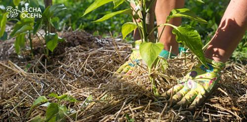 Без усиков и шелухи. О чем молчат девушки? Как избавиться от усиков? 05 Без усиков и шелухи. О чем молчат девушки? Как избавиться от усиков? 05