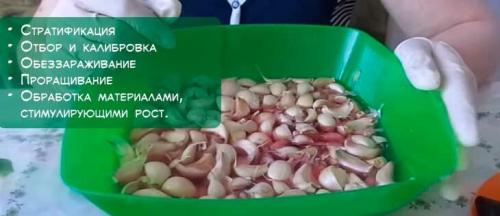 Посадка чеснока весной. Как правильно посадить чеснок весной, чтобы был крупный