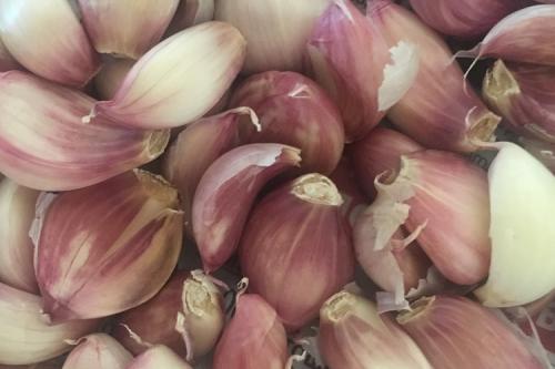 Золотые правила посадки чеснока. Выращивание ярового чеснока: 7 важных моментов