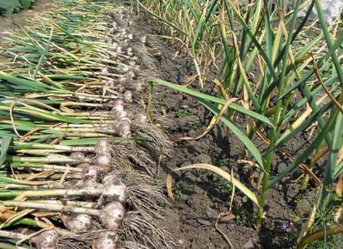 Золотые правила посадки чеснока. Выращивание ярового чеснока: 7 важных моментов 10