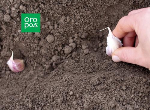 Золотые правила посадки чеснока. Выращивание ярового чеснока: 7 важных моментов 22