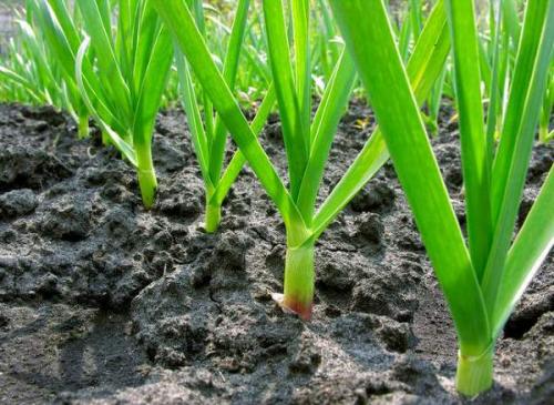 Золотые правила посадки чеснока. Выращивание ярового чеснока: 7 важных моментов 09