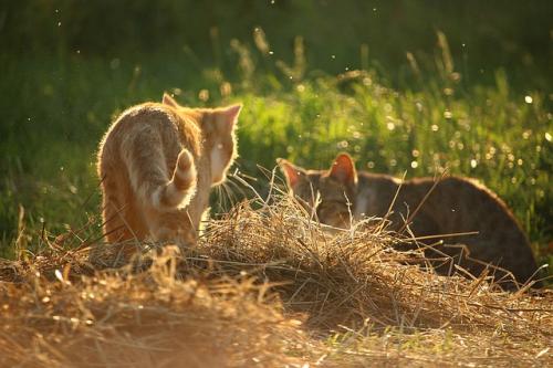 Без усиков и шелухи. О чем молчат девушки? Как избавиться от усиков? 08 Без усиков и шелухи. О чем молчат девушки? Как избавиться от усиков? 08