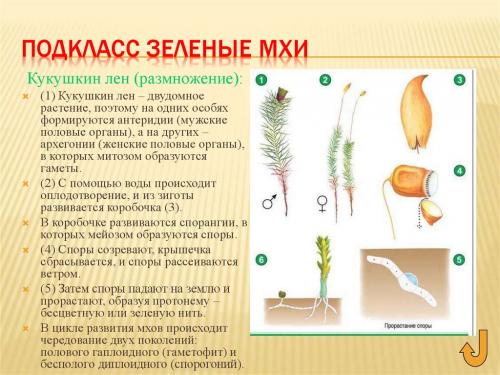 Что такое Кукушкин лён (Butomus umbellatus) и каковы его основные характеристики. Кукушкин лен отдел: 60 фото