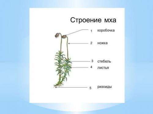 Что такое Кукушкин лён (Butomus umbellatus) и каковы его основные характеристики. Кукушкин лен отдел: 60 фото