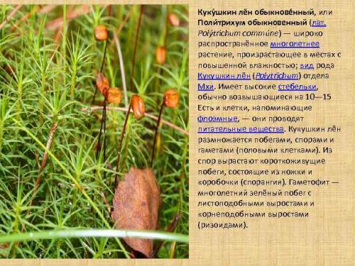 Что такое Кукушкин лён (Butomus umbellatus) и каковы его основные характеристики. Кукушкин лен отдел: 60 фото