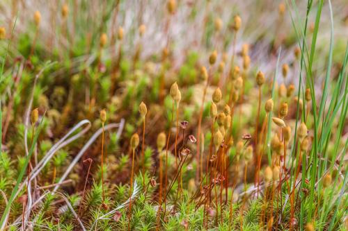 Что такое Кукушкин лён (Butomus umbellatus) и каковы его основные характеристики. Кукушкин лен отдел: 60 фото