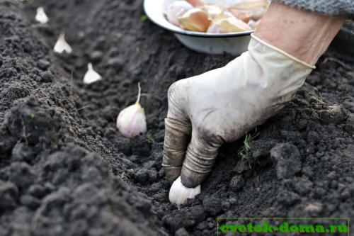 После чего сажать чеснок осенью. После чего можно сажать чеснок осенью